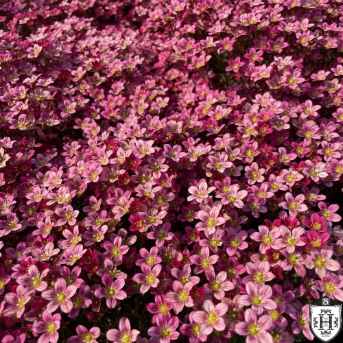 Saxifraga x arendsii 'Red Cap' - Arendsi kivirik 'Red Cap' P11/0,75L